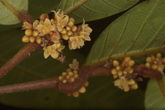 Nothopegia aureofulva